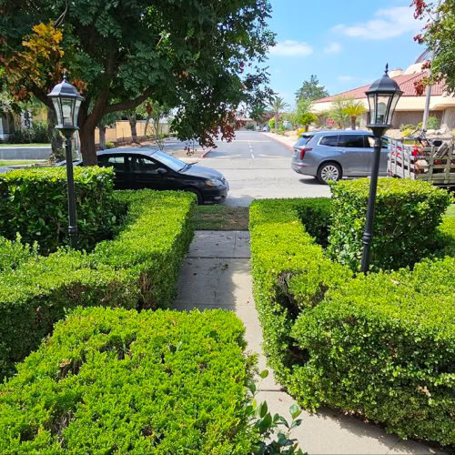 Shrub Maintenance